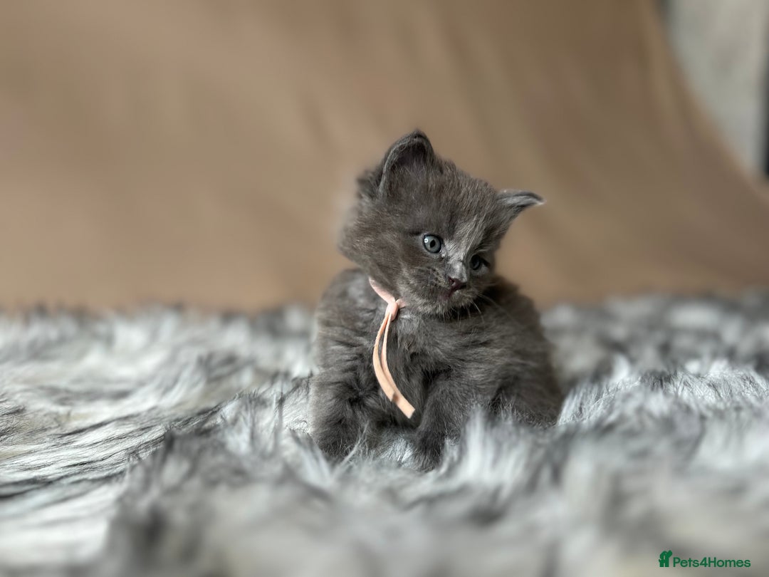 Maine Coon cats for sale: Maine coon kittens blue silver smoke rare colours - Advert 21