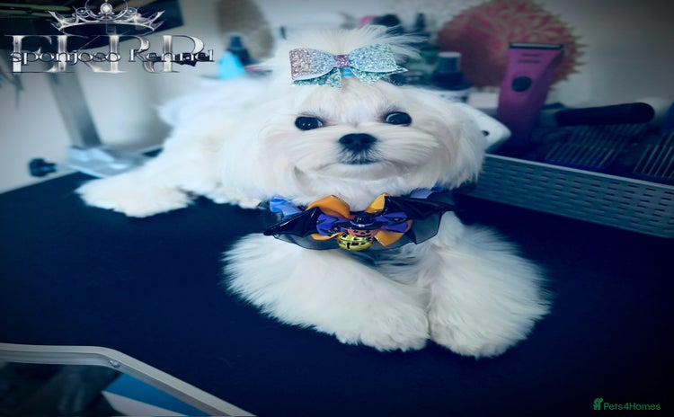 Maltese dogs - Advert 1