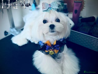 Maltese dogs - Advert 1