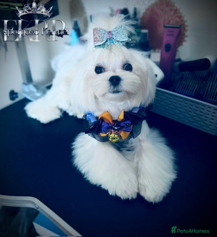 Maltese dogs - Advert 1