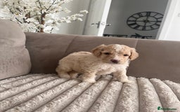 Sproodle dogs for sale: Sproodle puppies  - Image 2