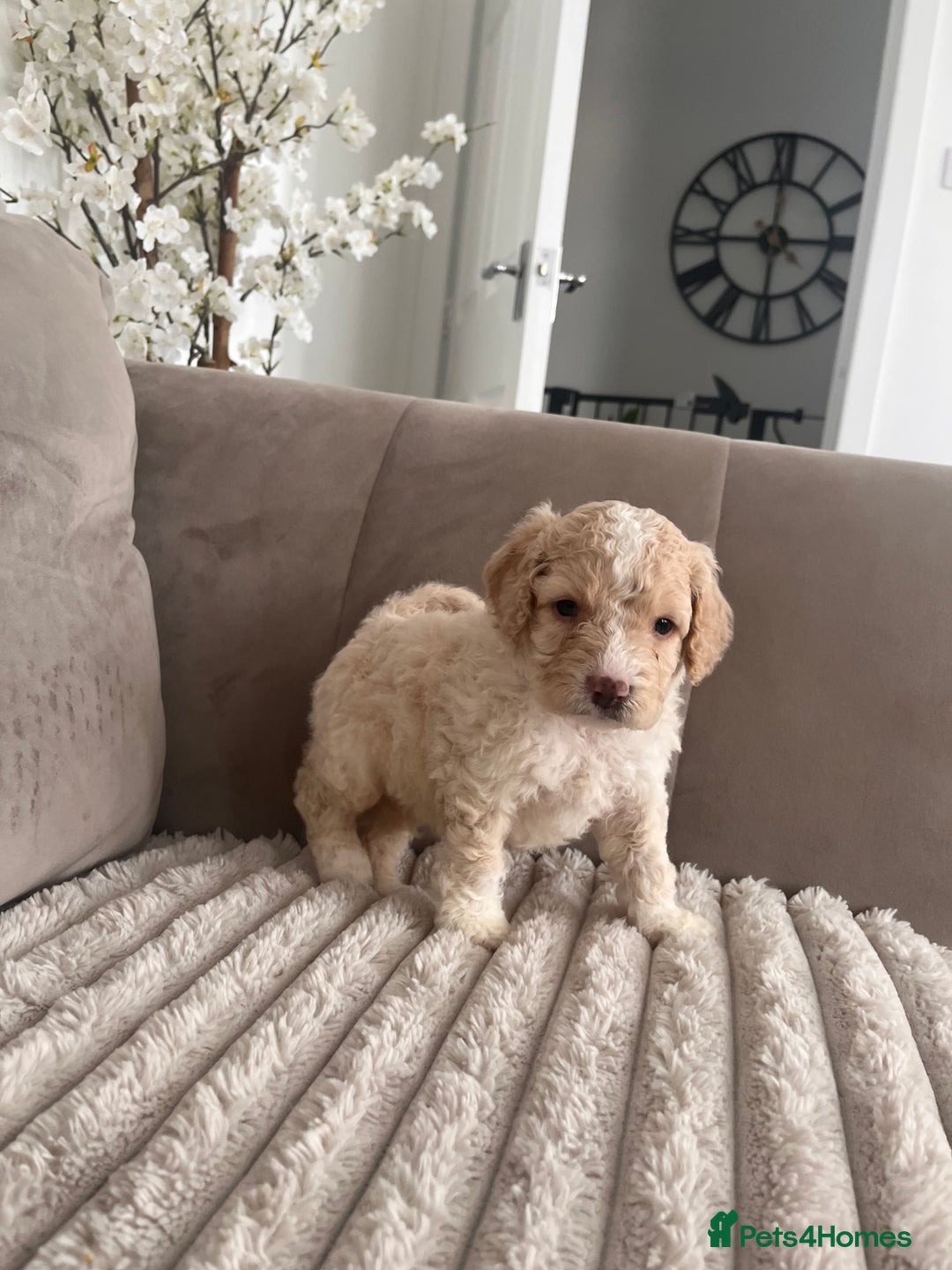 Sproodle dogs for sale: Sproodle puppies  - Image 2