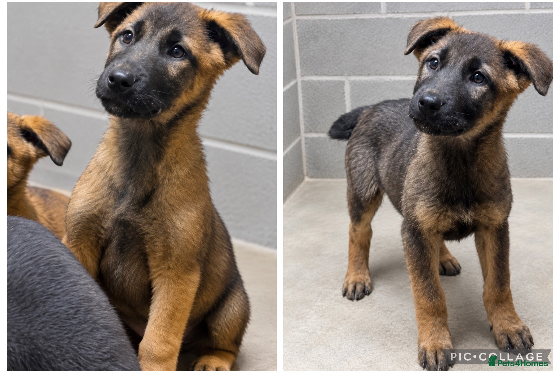 Mixed Breed dogs for sale: Belgian Shepard X caucasian Shepherd puppies - Advert 3
