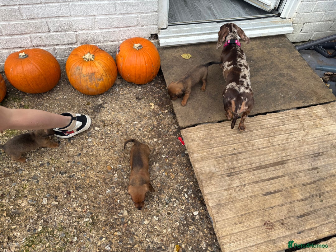 Mixed Breed dogs for sale: Minature Dacshund cross jack Russell  - Image 11