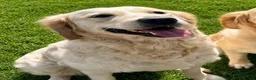 Golden Retriever dogs for sale:     Stunning KC Registered Golden Retriever Pups - Advert 40