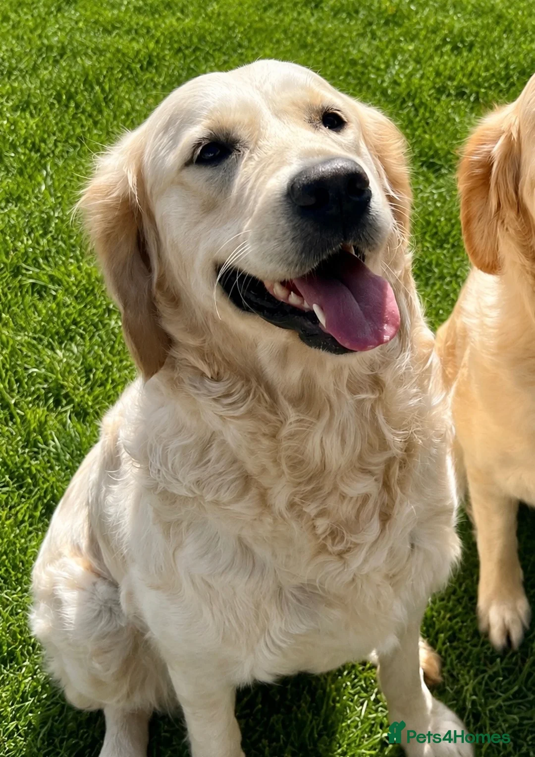 Golden Retriever dogs for sale:     Stunning KC Registered Golden Retriever Pups - Advert 40