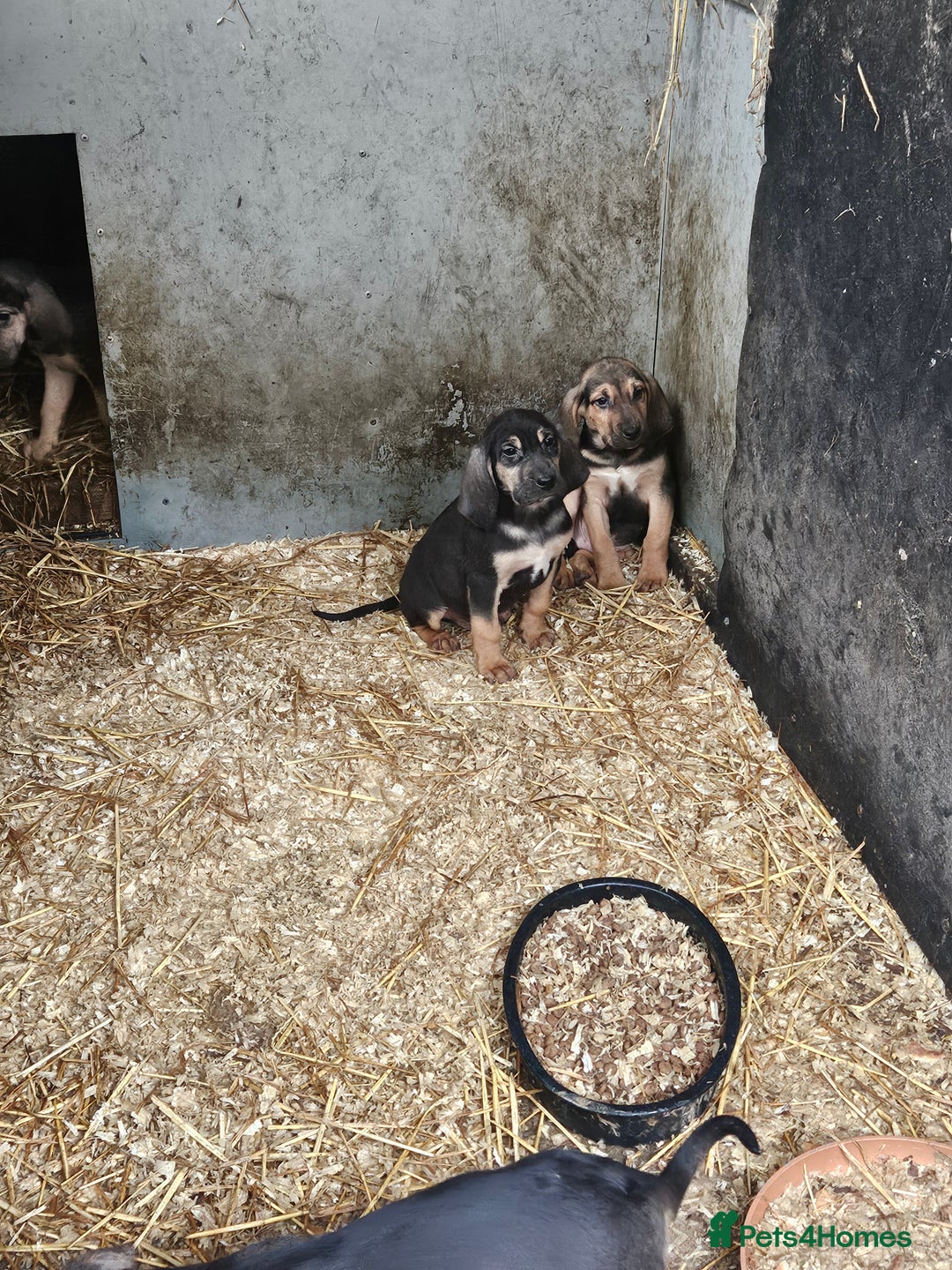 Bloodhound dogs for sale: Bloodhound pups  - Advert 2