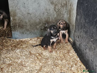 Bloodhound dogs Bloodhound pups - Advert 9
