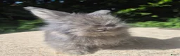 Angora rabbits for sale: 🌟STUNNING ANGORA BABIES- maxi full face 🌟 - Advert 13