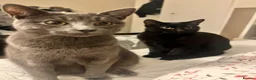 Russian Blue cats for sale: Russian Blue & British Short hair mixed cats in New Malden - Advert 4