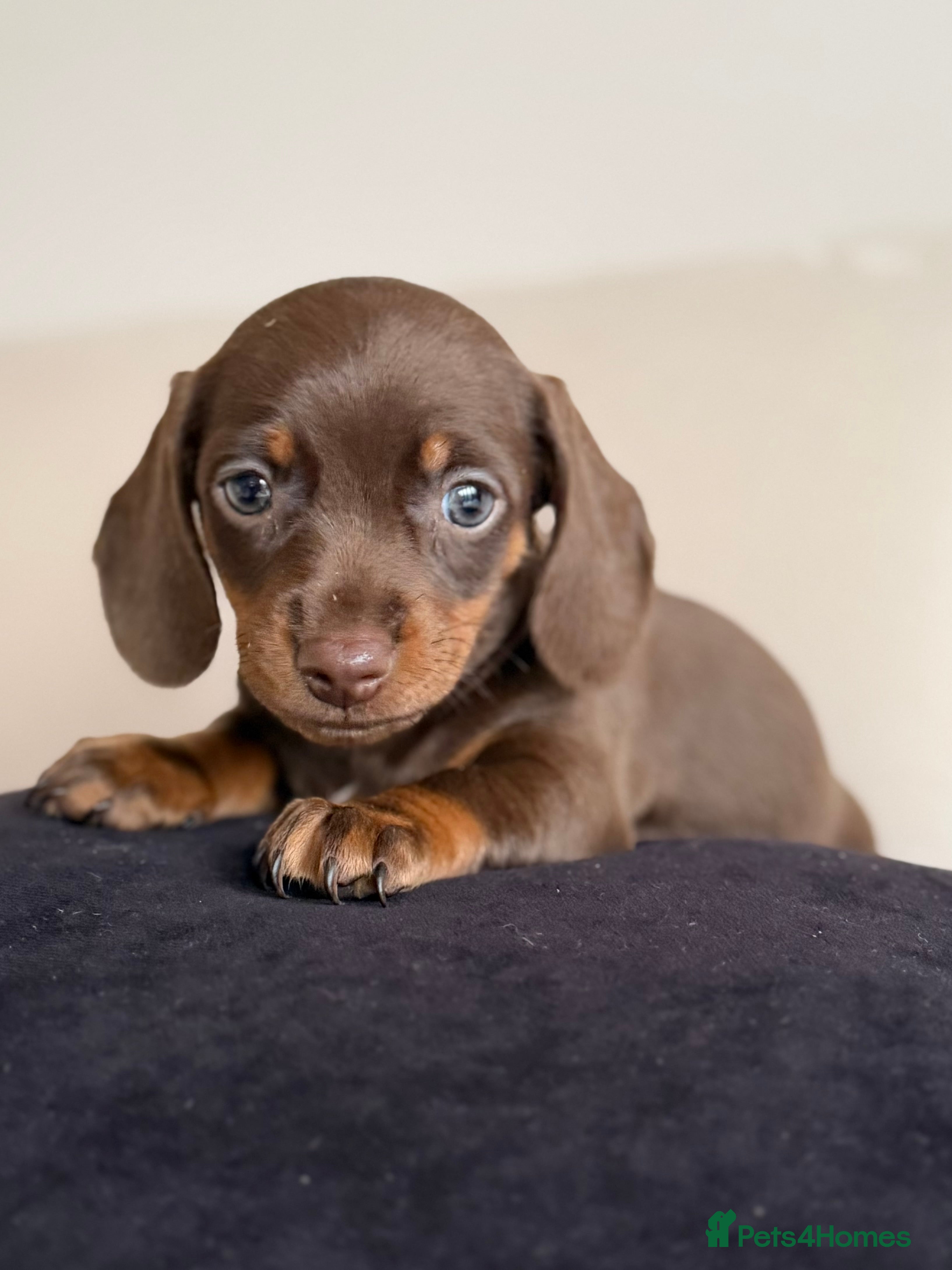 Miniature Dachshund dogs Beautiful miniature Dachshund puppies ❤️ - Advert 4