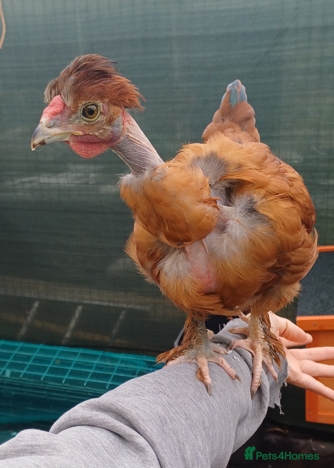Chickens poultry for sale: Trio of naked neck silkie cross bufford brown - Advert 1