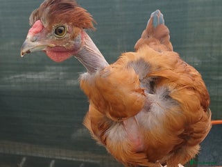 Chickens poultry Trio of naked neck silkie cross bufford brown - Advert 4