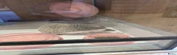 Pygmy Hedgehog rodents for sale: Pygmy Hedgehog in Newcastle upon Tyne - Advert 7