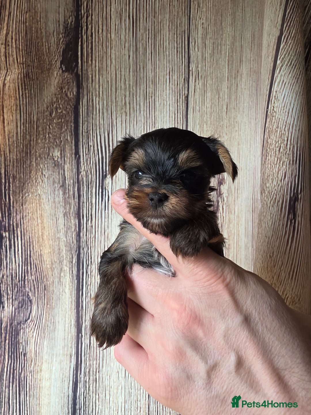 Yorkshire Terrier dogs for sale: KC Registered Yorkshire Terrier puppies! - Advert 3
