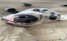 Dalmatian dogs for sale: Potential rehome - male LUA Dalmatian  - Advert 9