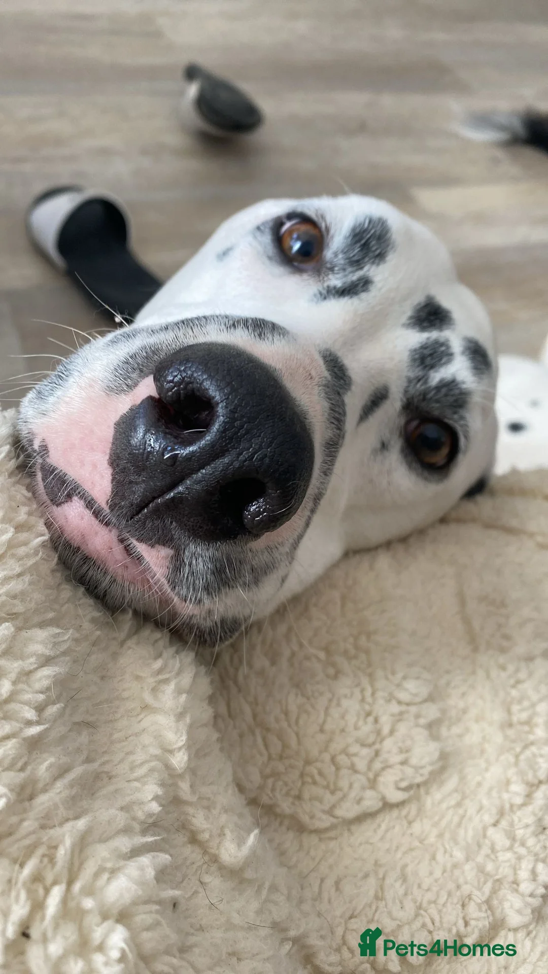 Dalmatian dogs for sale: Potential rehome - male LUA Dalmatian  - Advert 9