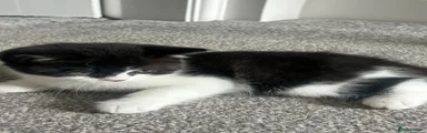 British Shorthair 1