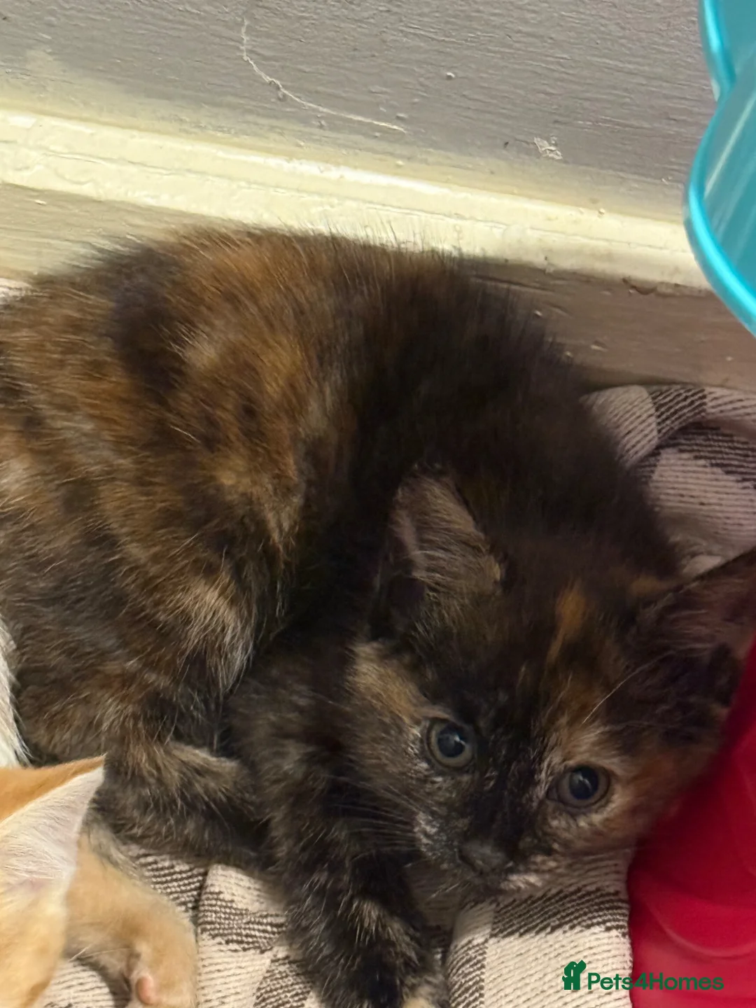 Mixed Breed cats for sale: Kittens  - Advert 9