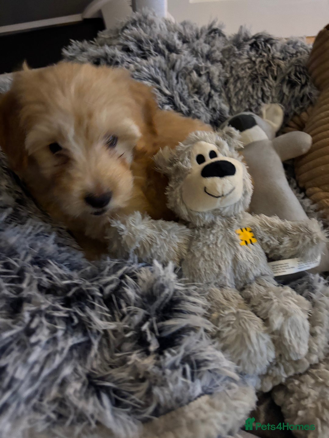 Cockapoo dogs for sale: Miniature Cockapoo Puppy (10 Weeks) - Advert 4