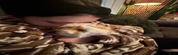 Guinea Pig rodents for sale: 2x boar/boy guinea pigs - well bonded  in Loughborough - Advert 6