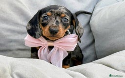 Miniature Dachshund dogs for sale: KC Reg Miniature Smooth Haired Dachshund Puppies - Image 15