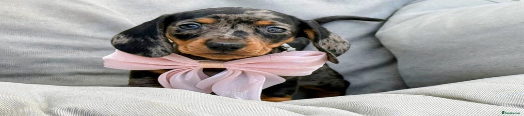 Miniature Dachshund Puppy 3