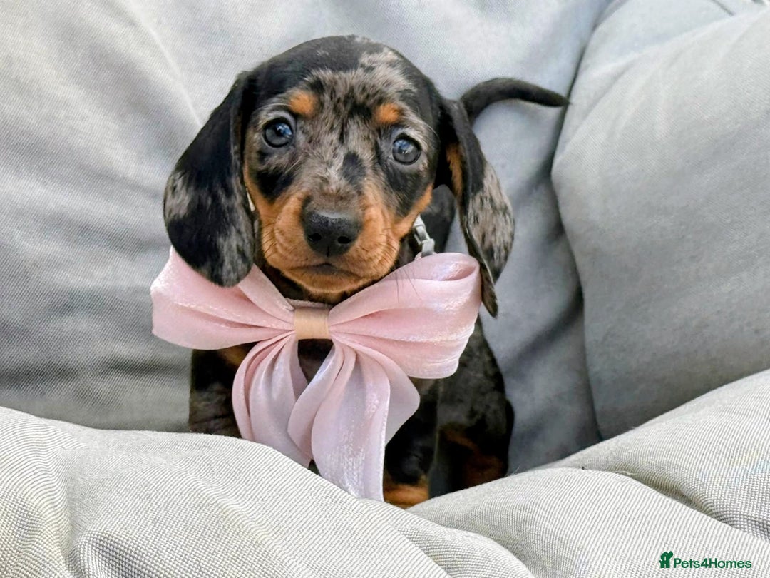 Miniature Dachshund dogs for sale: KC Reg Miniature Smooth Haired Dachshund Puppies - Image 15