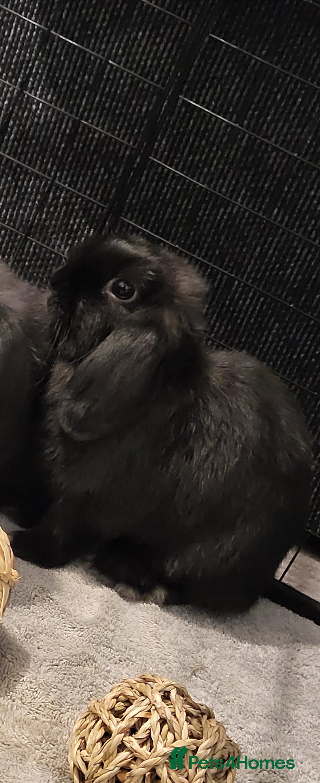 Mini Lop rabbits for sale: Black Male Mini Lop - Image 3