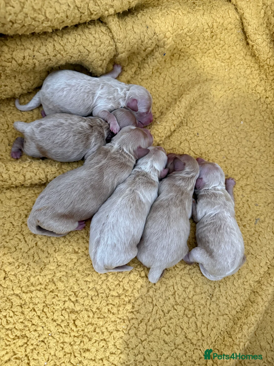 Maltipoo dogs for sale: Beautiful Maltipoo Puppies - Advert 3