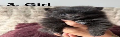 Pomeranian Puppy 3