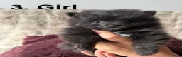 Pomeranian dogs for sale: Pomeranian  - Advert 28