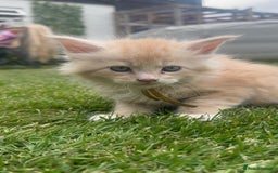 Maine Coon cats for sale: Final kitten left 🧡💛🧡💛 - Image 29