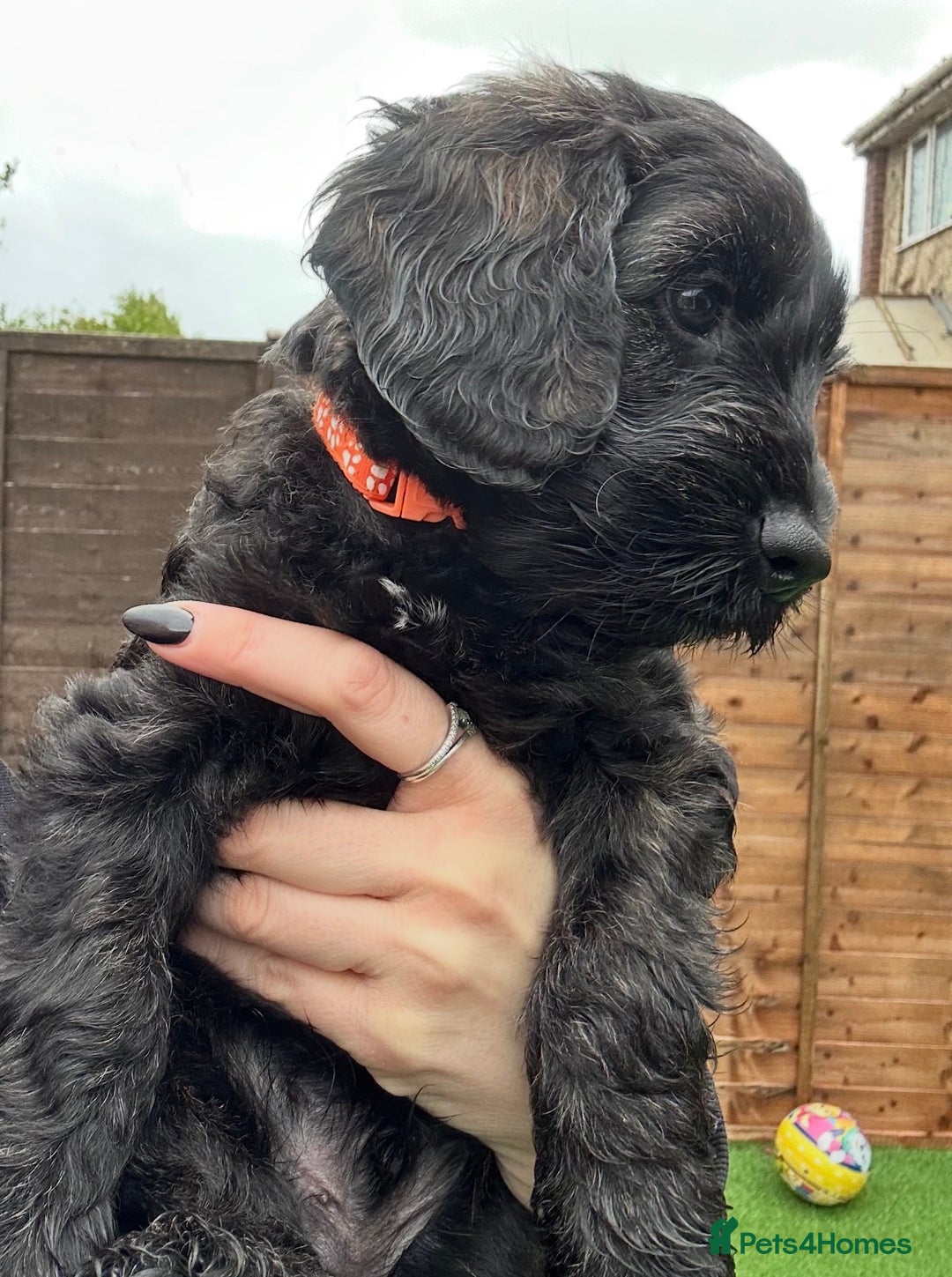 Cockapoo dogs for sale: Male Cockapoo - 8 weeks old  - Image 3