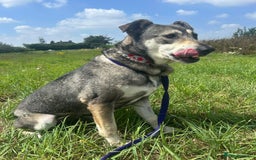 Mixed Breed dogs for adoption: Shirley - Norwich Norfolk  - Image 17