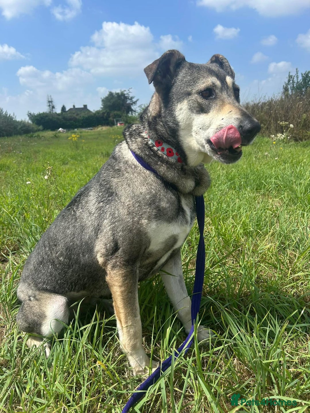Mixed Breed dogs for adoption: Shirley - Norwich Norfolk  - Image 17