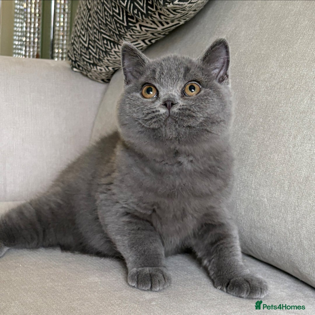 British Shorthair cats for sale: Lovely BSH  - Image 12