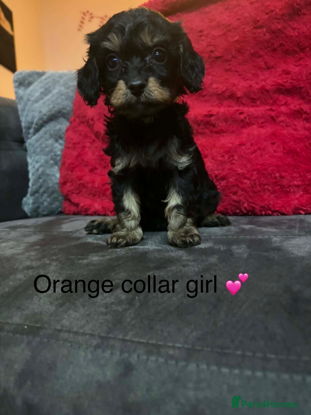 Cavapoo dogs for sale: Cavapoos ready 23rd December 🥰🥰 - Advert 2