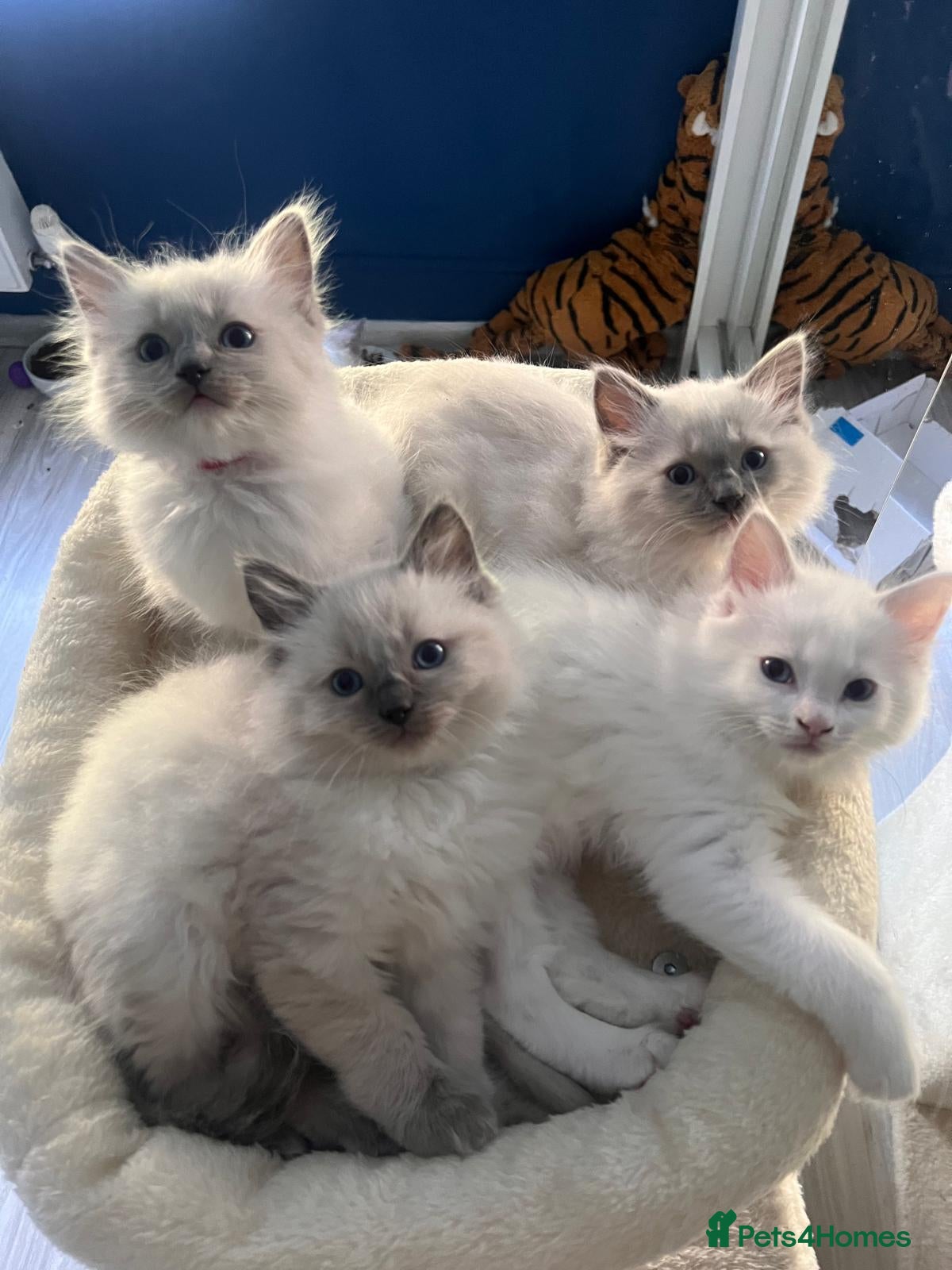 Ragdoll cats Gorgeous Ragdoll kittens for sale - Advert 1
