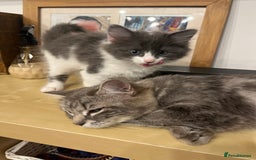 Ragdoll cats for sale: Beautiful ragdoll/blue Russian  - Image 5