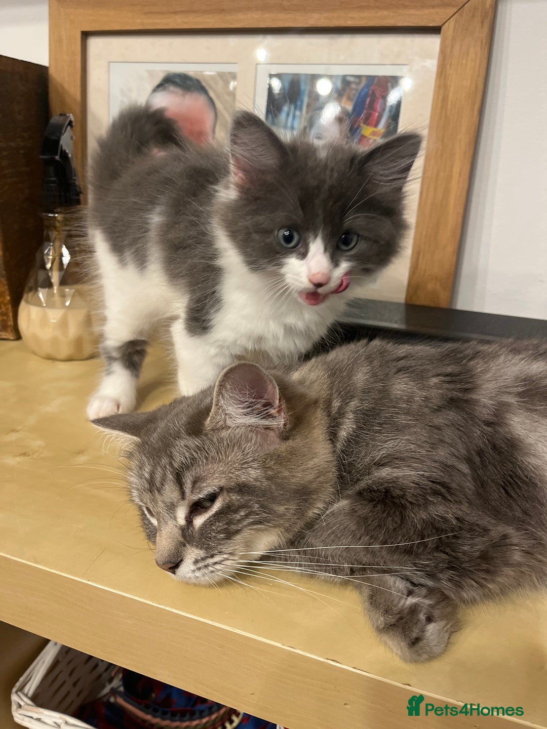Ragdoll cats for sale: Beautiful ragdoll/blue Russian  - Image 5