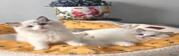Ragdoll cats for sale: 💙✨️🏆Waiting list*TICA Exclusive Ragdoll kittens  - Advert 36