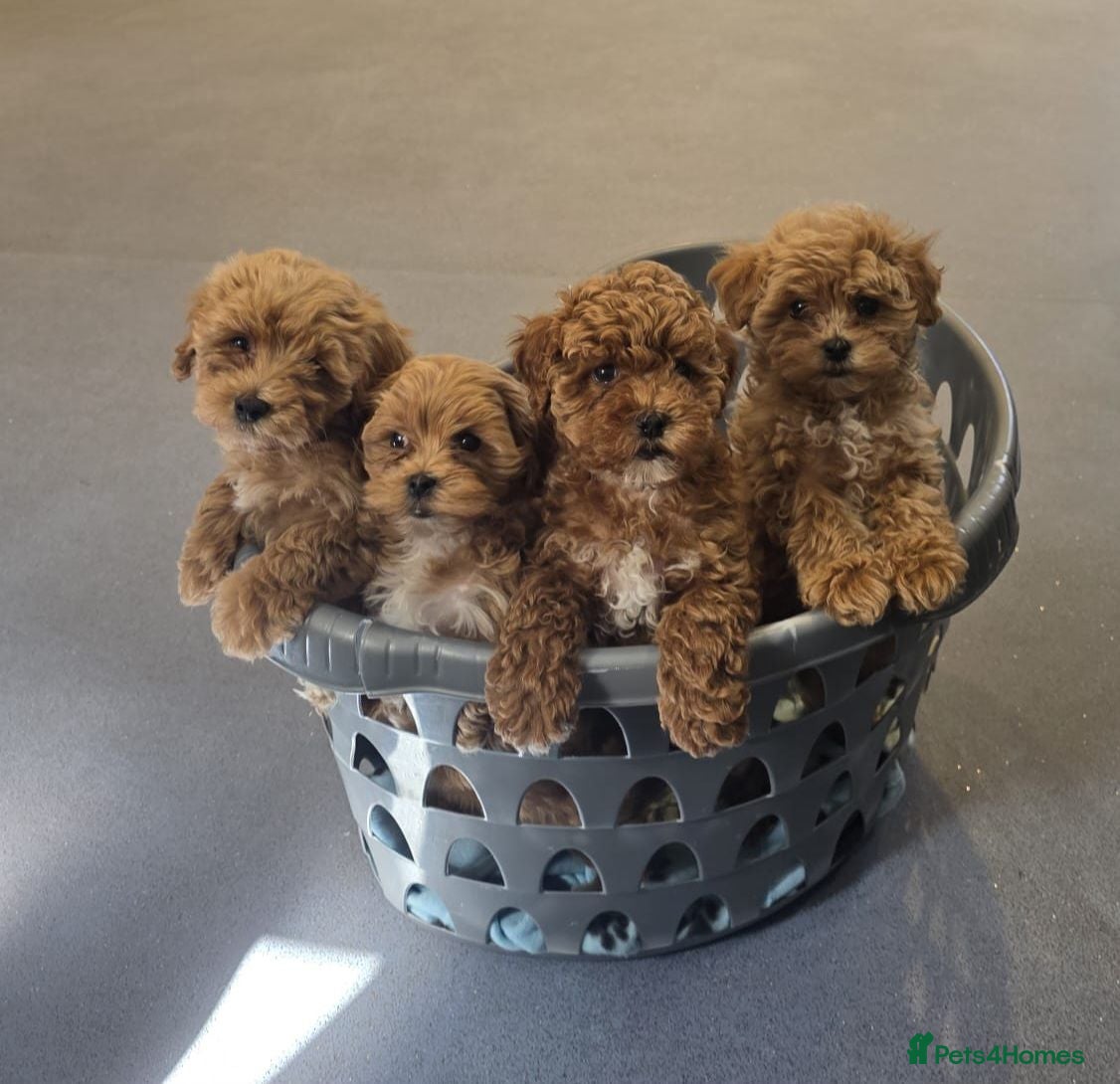 Maltipoo dogs READY TO LEAVE NOW Tiny Toy Maltipoo puppies 🐶 - Advert 1