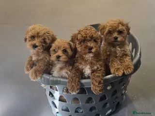 Maltipoo dogs READY TO LEAVE NOW Tiny Toy Maltipoo puppies 🐶 - Advert 1