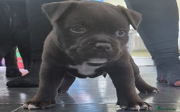 Mixed Breed dogs for sale: Pocket bully cross Chow Chow puppies for sale - Image 27