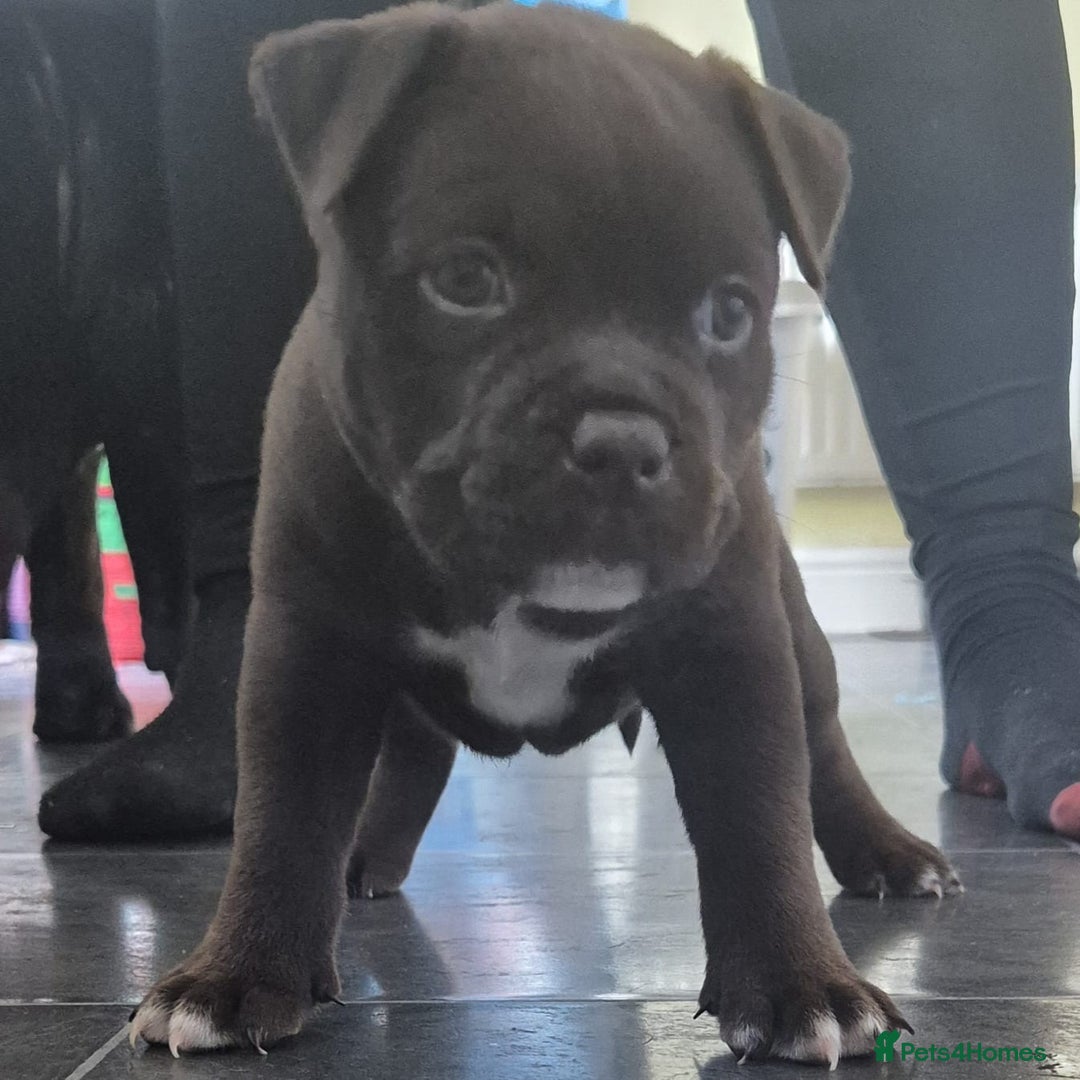 Mixed Breed dogs for sale: Pocket bully cross Chow Chow puppies for sale - Image 27