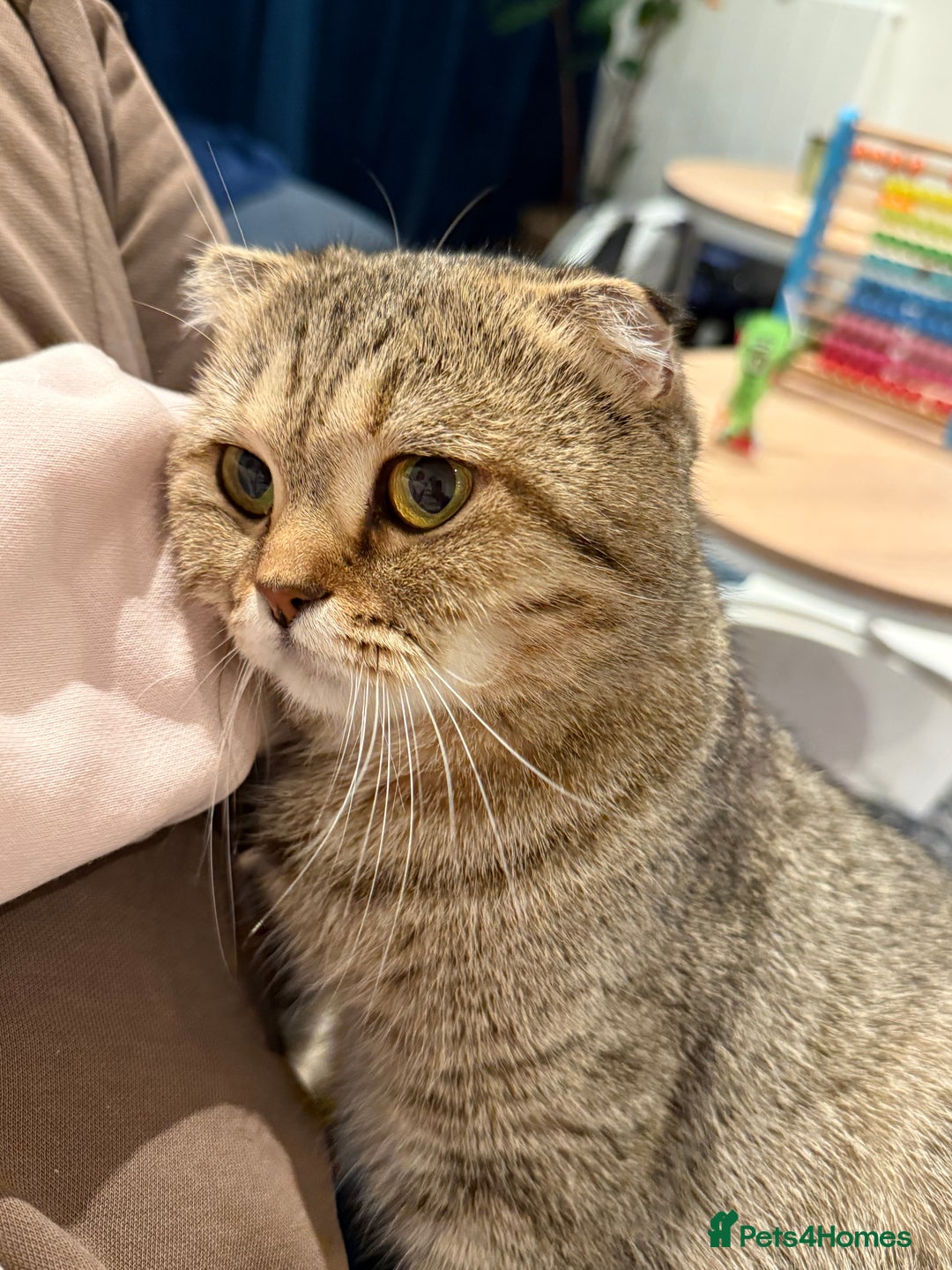 Scottish Fold cats for sale: Scottish Fold Kittens  - Advert 1