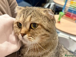 Scottish Fold cats Scottish Fold Kittens - Advert 9