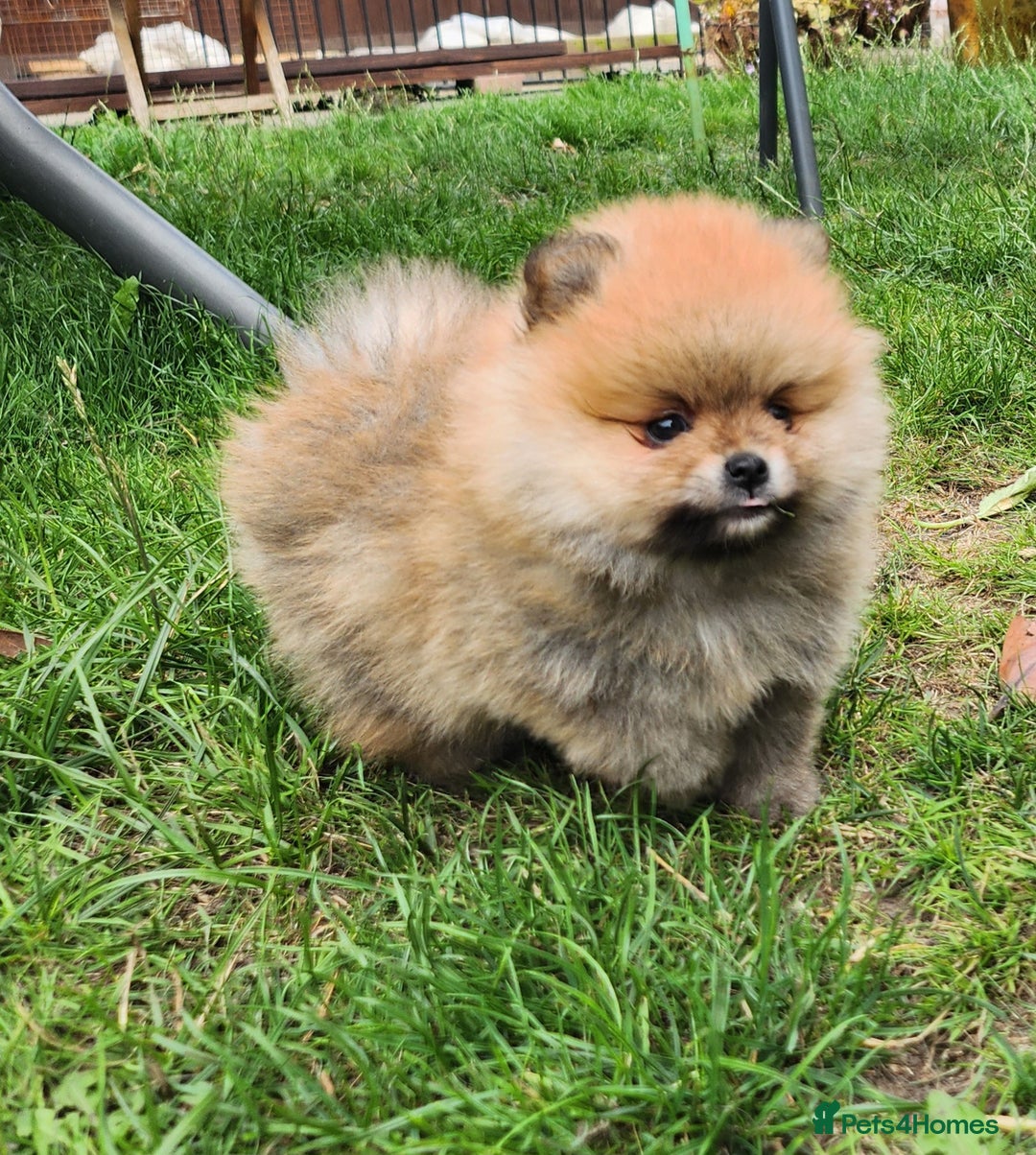 Pomeranian dogs for sale: Beautiful quality pomeranian girl puppies  - Image 7