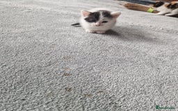 Mixed Breed cats for sale: Stunning kittens  - Image 6